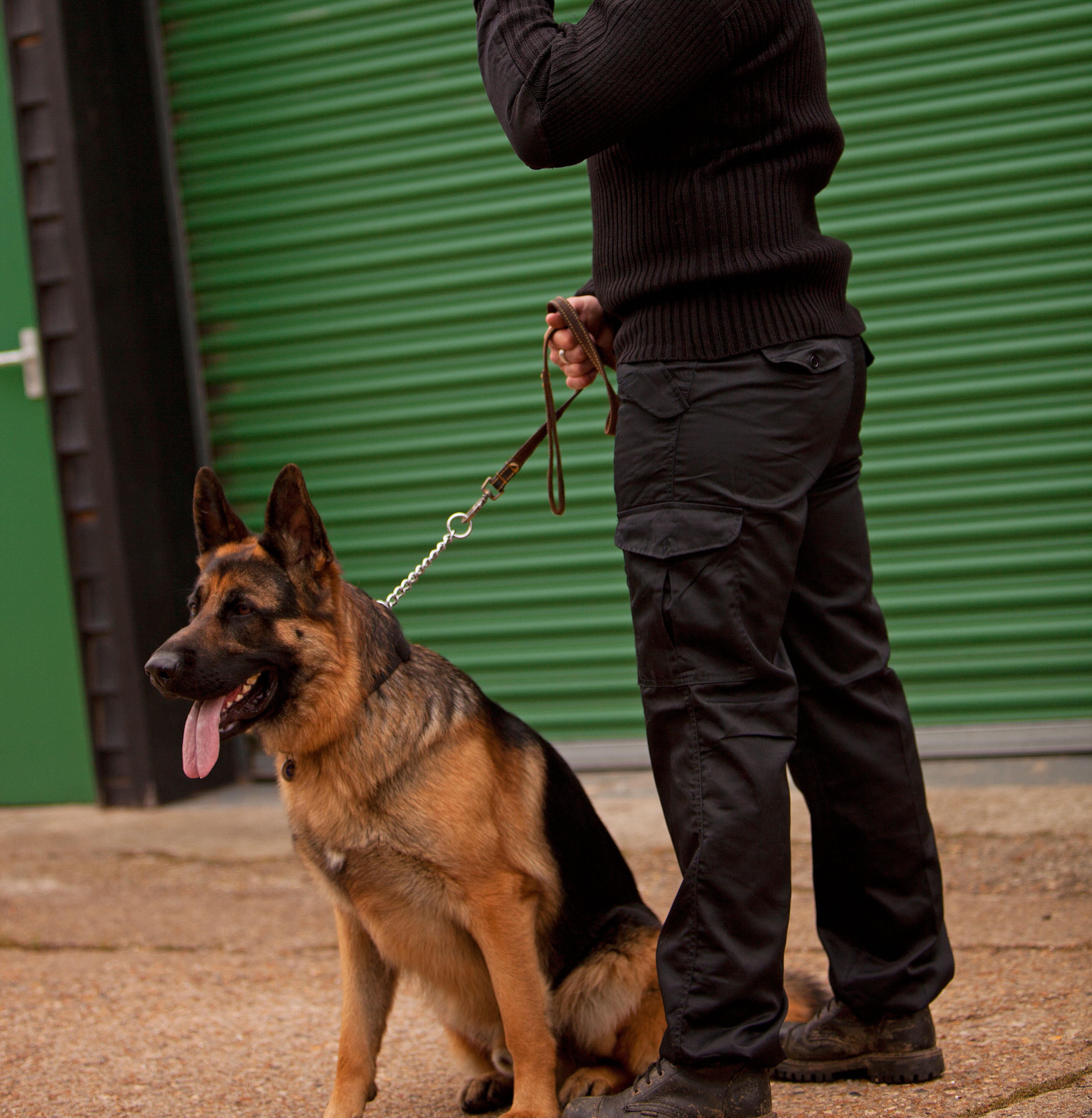 allert dog cropped.jpg