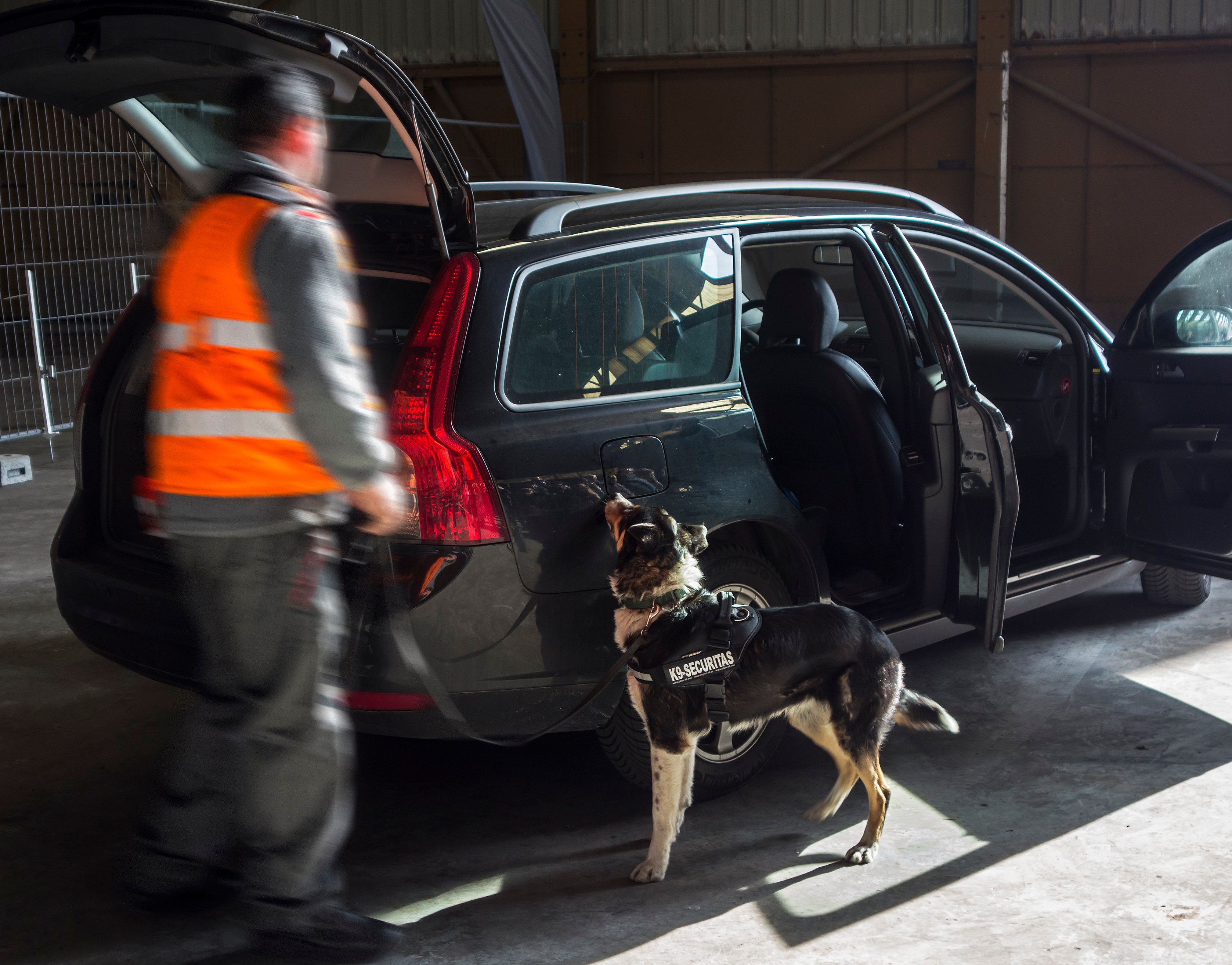 Drugs dog Cropped .jpg