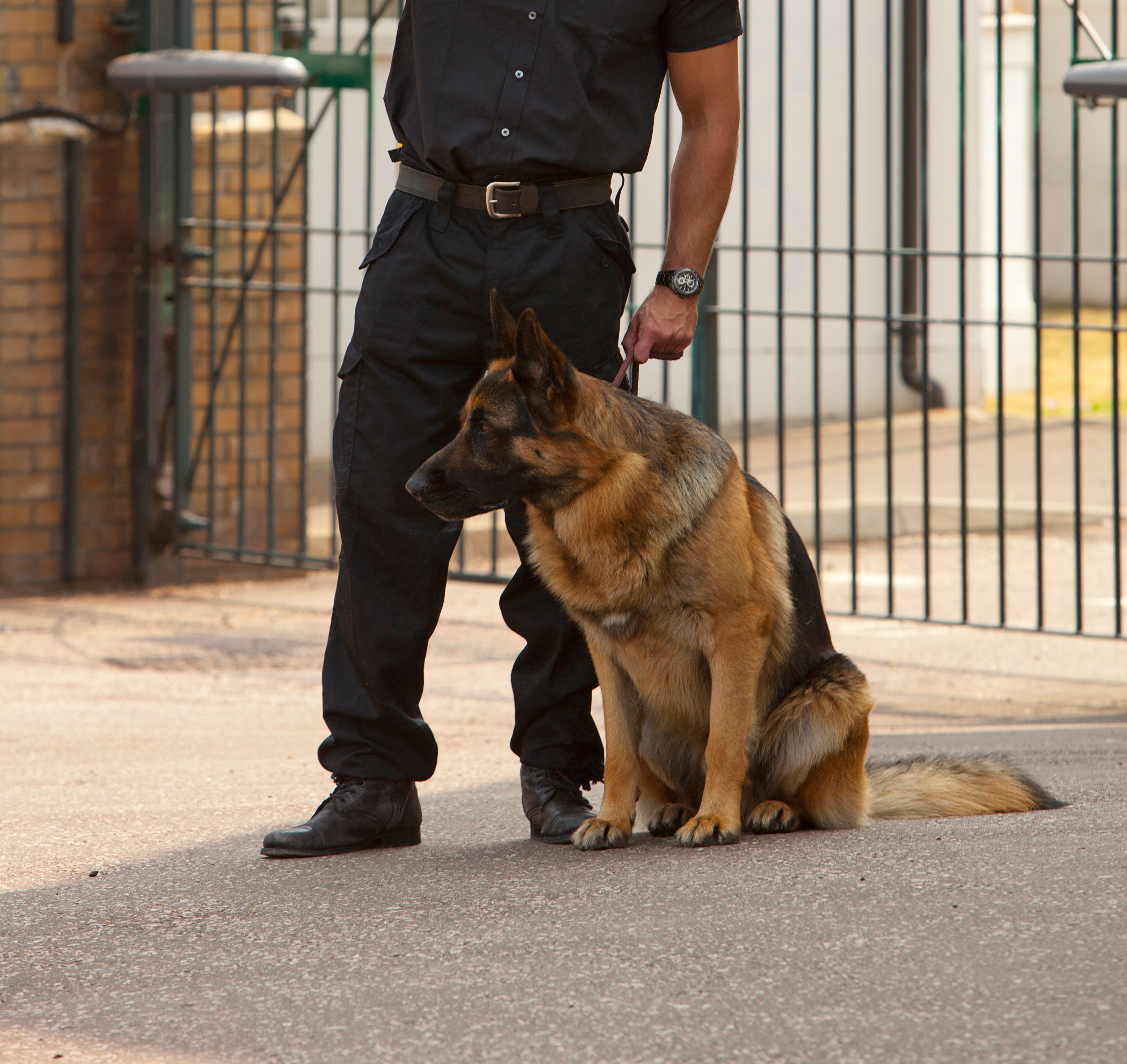 patrol dog cropped .jpg